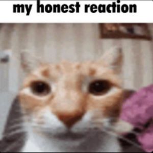 Meet your Posher, Teddy